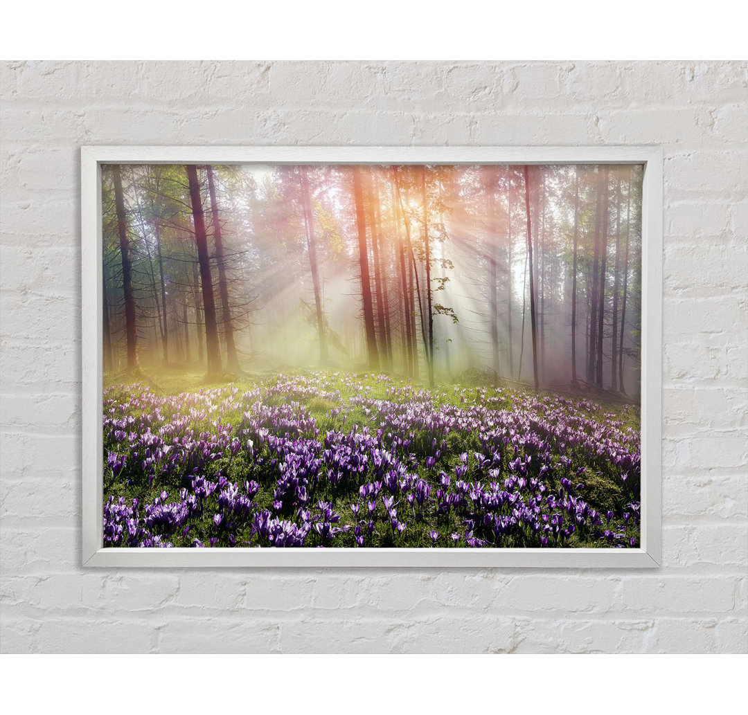 Sun Through The Bluebell Woodland - Single Picture Frame Kunstdrucke auf Leinwand