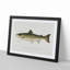 Atlantic Salmon by Sherman F. Denton - Framed Print-55456799-55456803