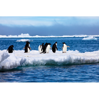 Adelie Penguins by MOF - Wrapped Canvas Print