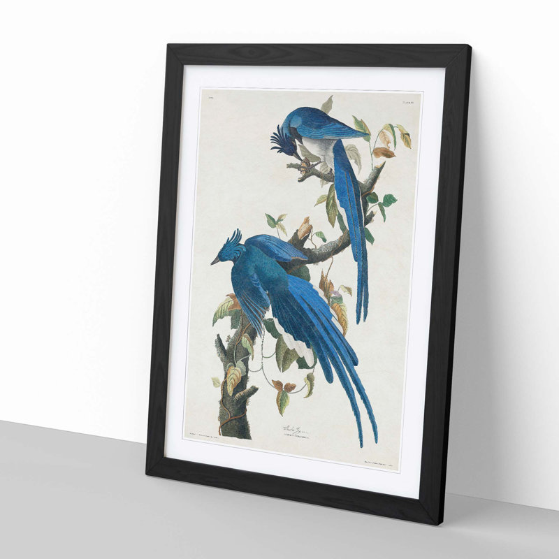 Columbia Jay by John Audubon - Framed Print, Black Framed, 36cm H x 27cm W x 2cm D