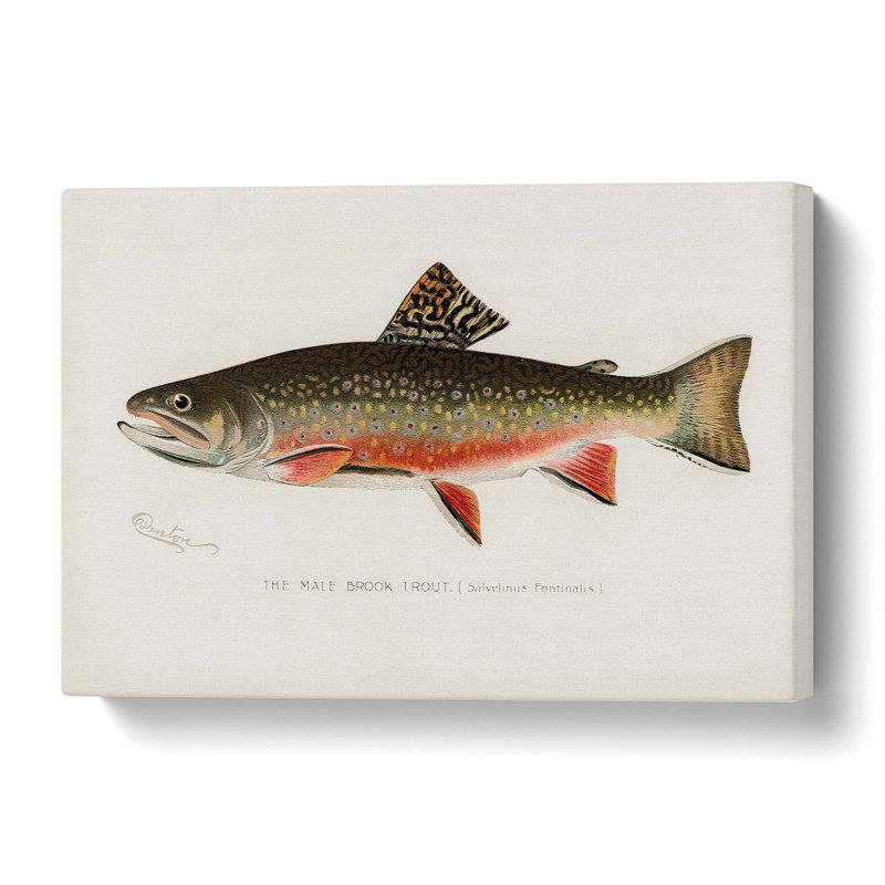 Male Brook Trout by Sherman F. Denton - Wrapped Canvas Painting, 35.6 cm H x 50.8 cm W