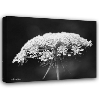 Red Barrel Studio® Deiter, Lori Gallery Wrapped Canvas Art Titled: Queen Annes Lace