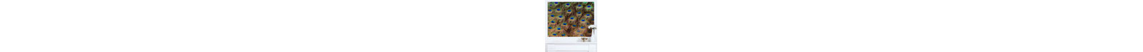 " Peacock Bird Tail Feathers In Close-Up " 3 - Pieces