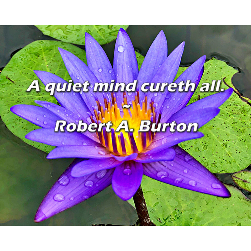 Citation artistique «Un esprit tranquille qui maudit tout». Toile tendue par Robert A. Burton, H 24 po x l 17 po