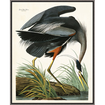 " Great Blue Heron "