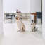 Medium Clear View Pet Crate with Silver Latch, Khaki Cushion-647449722