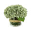 Cream Hydrangea in Rope Glass Vase-356774887
