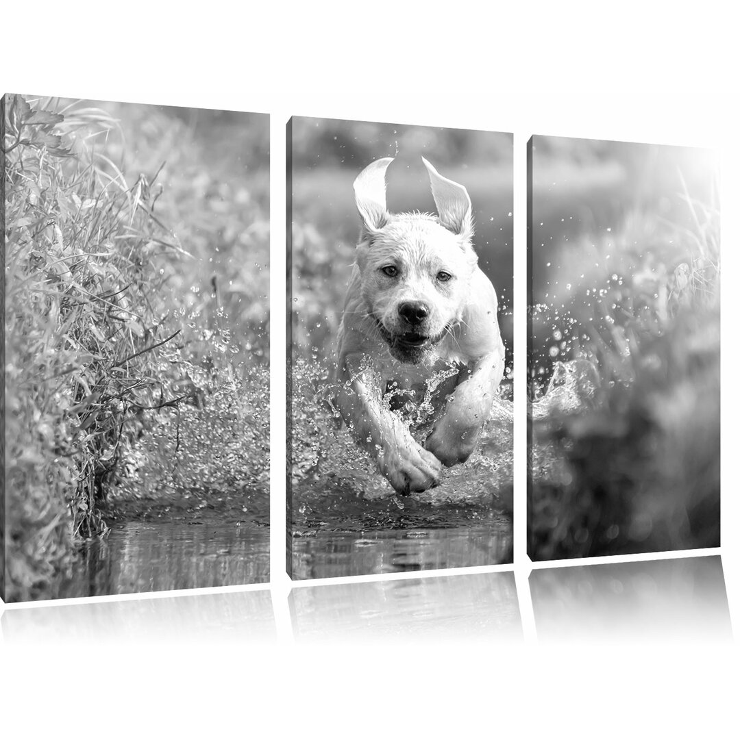 3-tlg. Leinwandbilder-Set „Labrador-Welpe rennt durch das Wasser eines Flusses“, Fotodruck