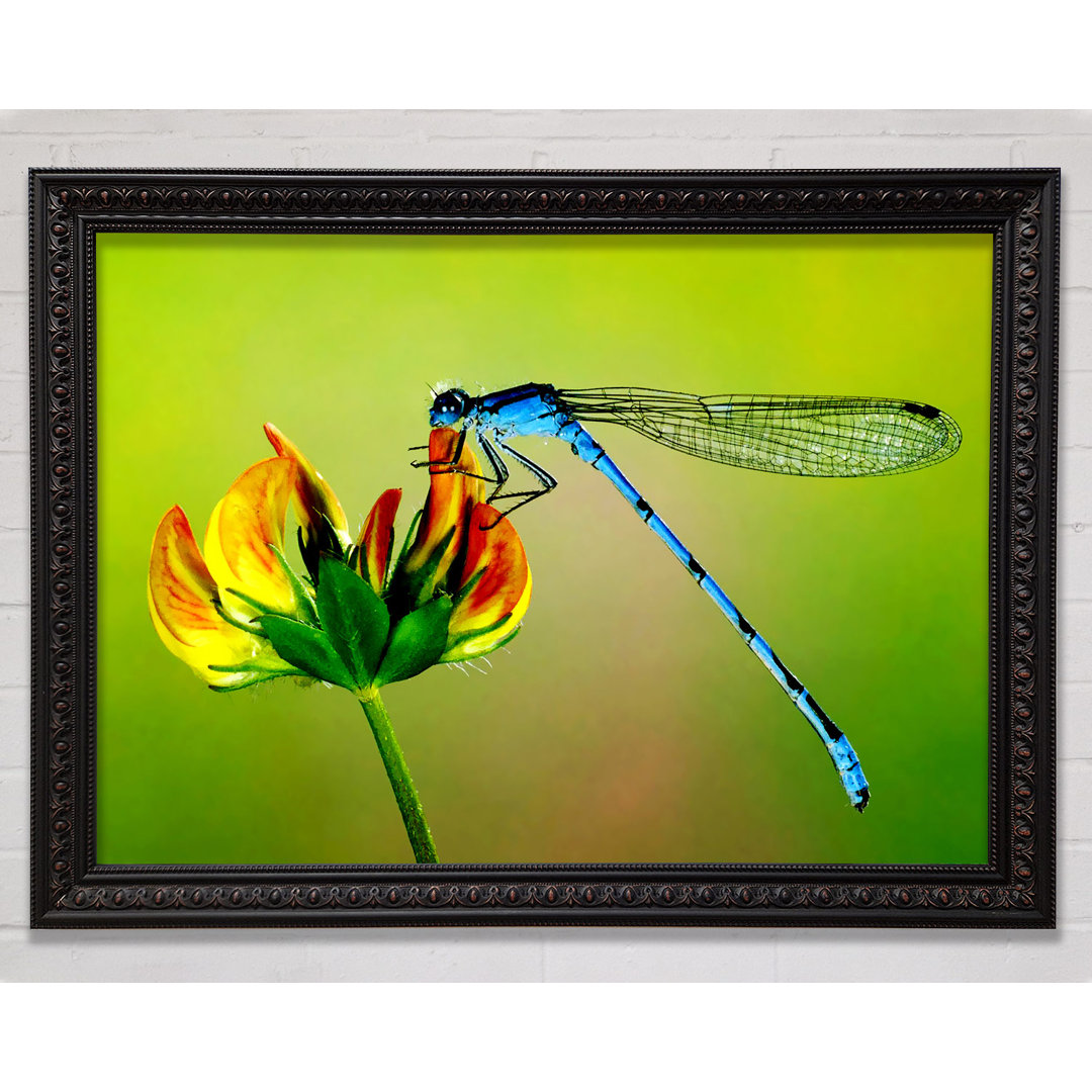 Dragonfly Beauty - Einzelner Bilderrahmen Kunstdrucke