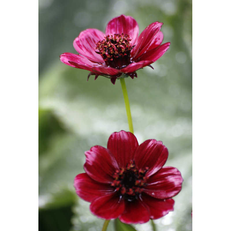 Chocolat cosmos - Photographie sur toile tendue, H 48 po x l 32 po