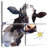 Brampt Daisy Cow