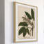 «Horse Chestnut», reproduction encadrée-18829692