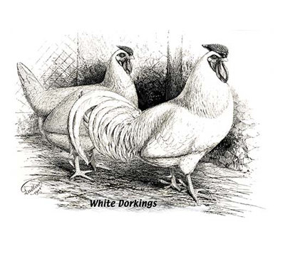 " White Dorkings "