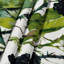 Tapisserie murale «Botanical Blackberry Canes»-133648930