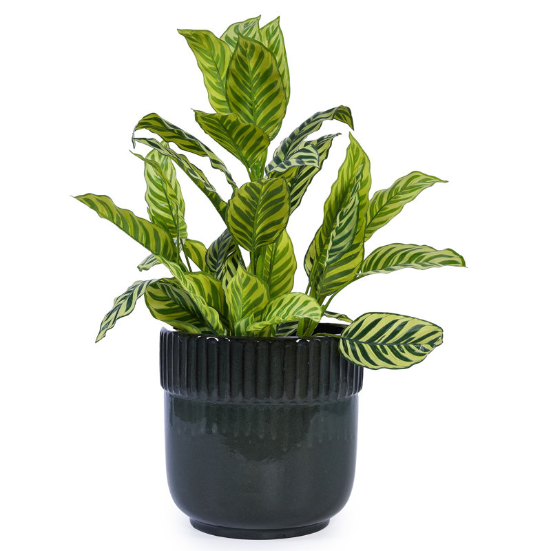 Colorful Ceramic Flowerpot, Antique Black
