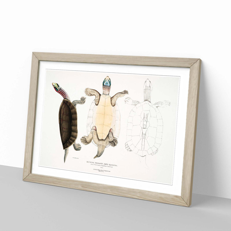 Kachuga Terrapin Illustrations by John Edward Gray - Picture Frame Graphic Art Print, 27cm H x 36cm W x 2cm D, Oak Framed