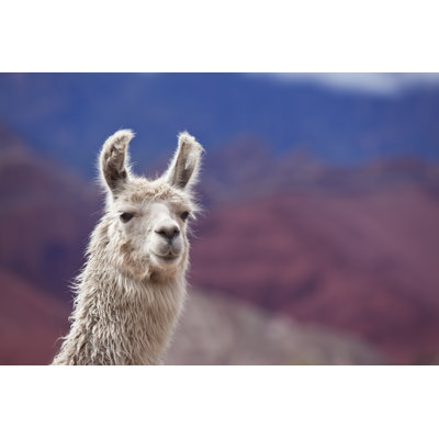 White Llama by Grafissimo