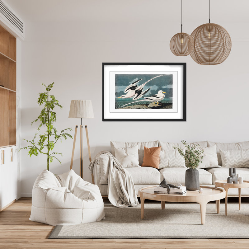 Nature Inspired Tropic Bird From Birds Of America (1827), 16" H x 24" W