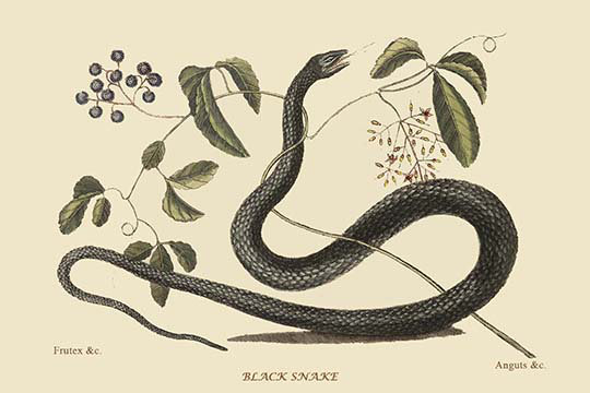 « black serpent » par catesby catesby, impression, H 28 po x l 42 po x P 1,5 po