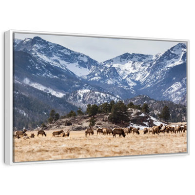 Élans des montagnes Rocheuses