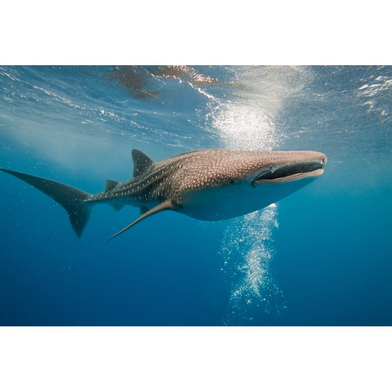 Whale Shark - Wrapped Canvas Print, 61cm H x 91cm W x 3.8cm D