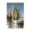 Art sur toile «bolologuf studio III cactus Las Vegas»-103093668