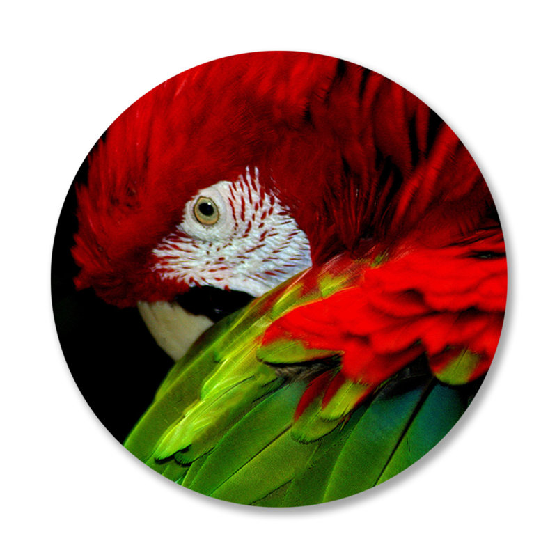 Perroquet en pose - photographie, H 24 po x l 24 po x P 1,5 po, Aluminium