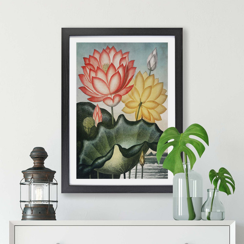 Water Lilies - Framed Print, 33cm H x 45cm W x 2cm D, Black