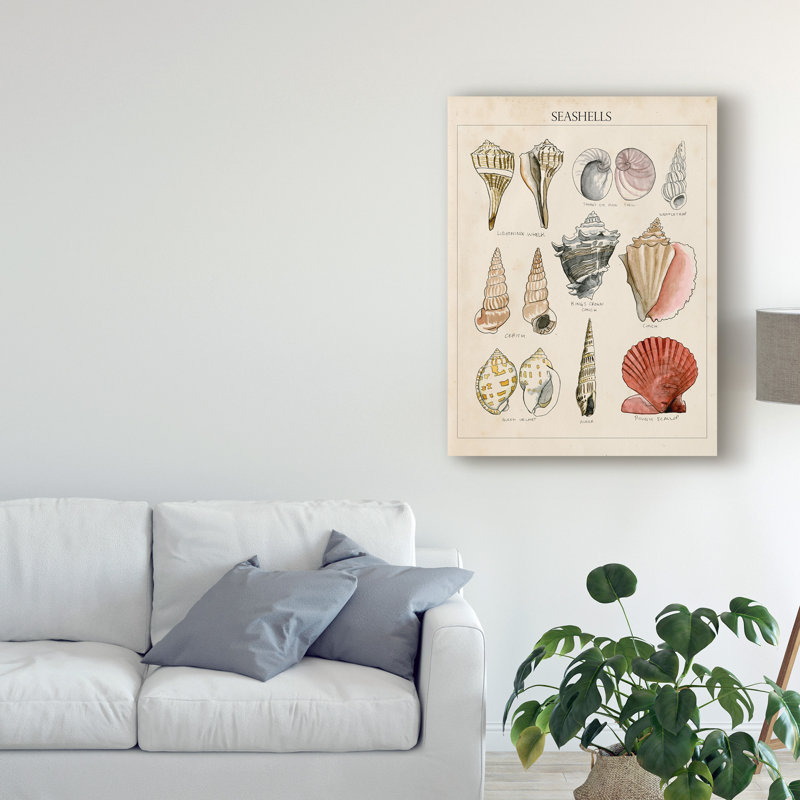 «Seashell Sketch II» par Naomi McCavitt, reproduction d'art graphique sur toile, H 47 po x l 35 po x P 2 po