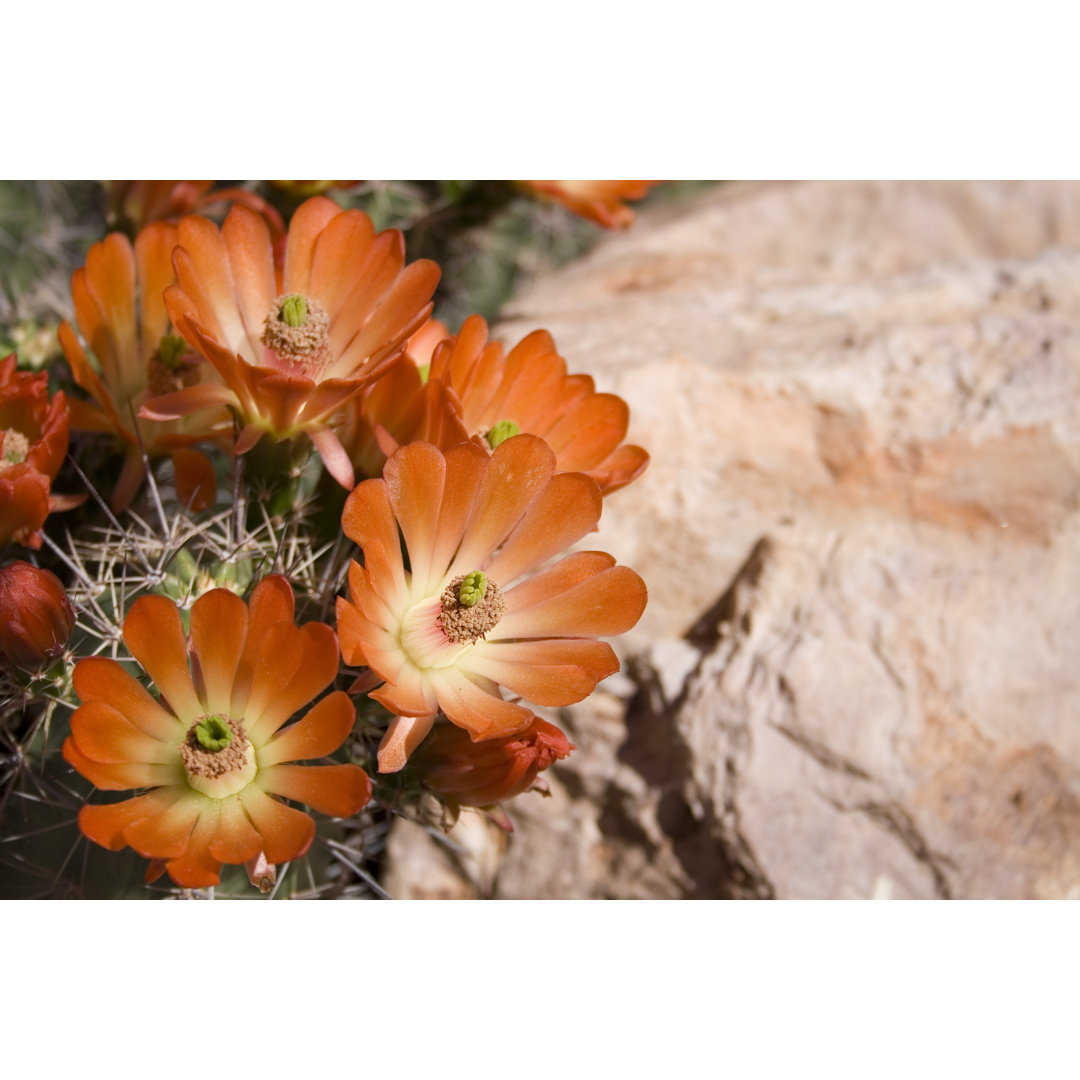 Igelblüten von Lokibaho - Druck