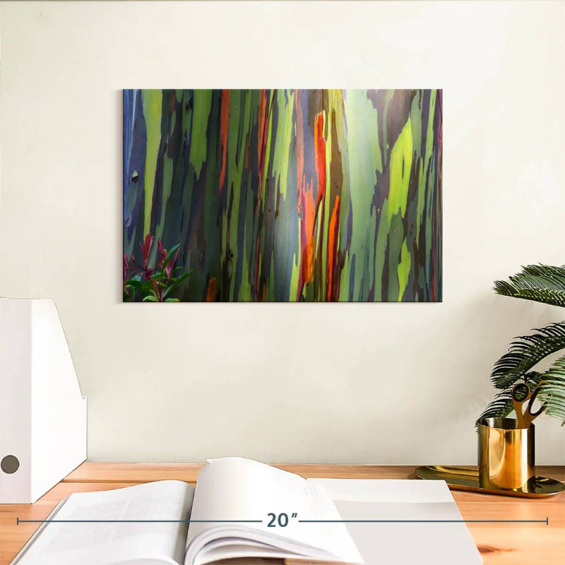 Écorce d'eucalyptus arc-en-ciel, H 8 po x l 12 po