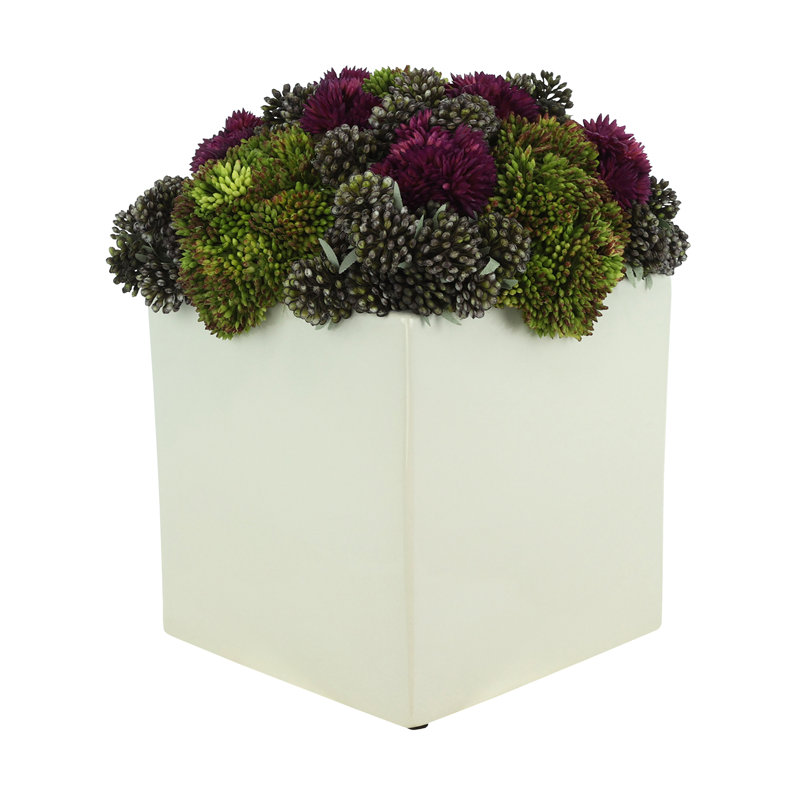Assortiment de pots Sedum