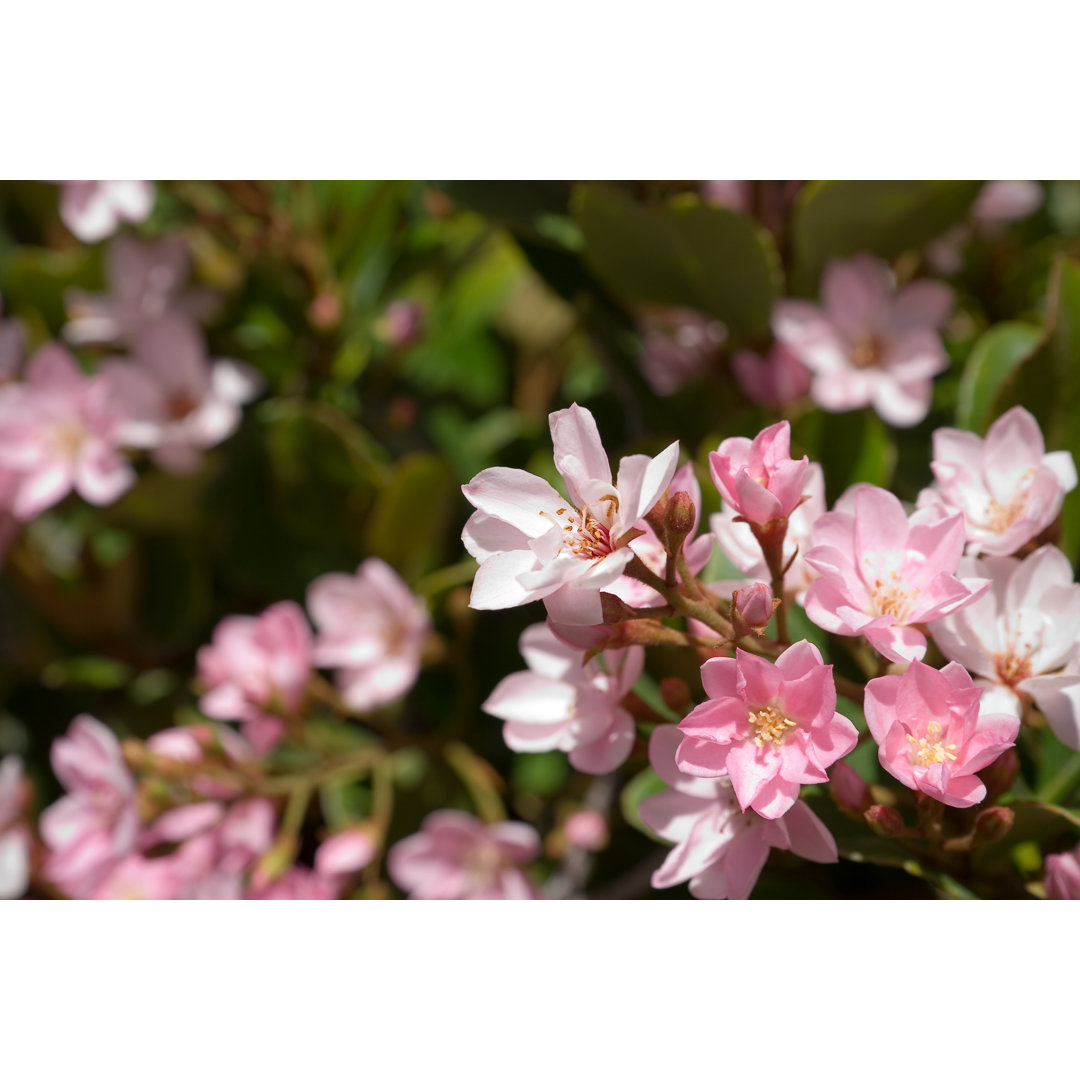 Indische Weißdornblüten