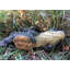 Statue fantaisiste «Welcome to Our Swamp» avec statue «Gator the Alligator Garden»