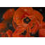 " Poppy Bouquet "