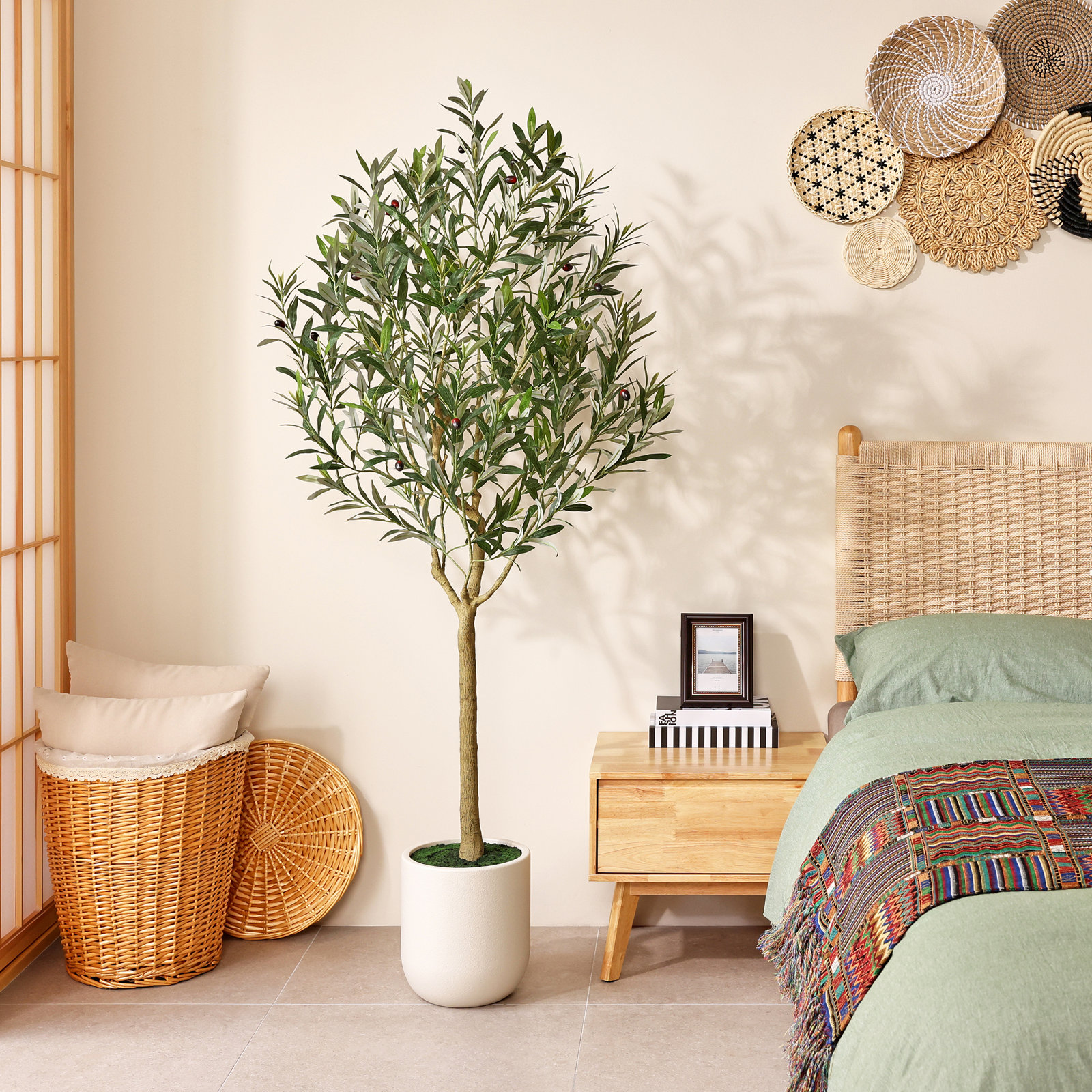 Ashwell Olive Plant in Pot, 73" H x 33" W x 33" D