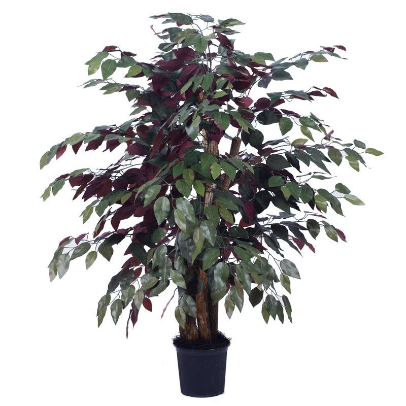 Arbre Pensershill Bush Capensia en pot