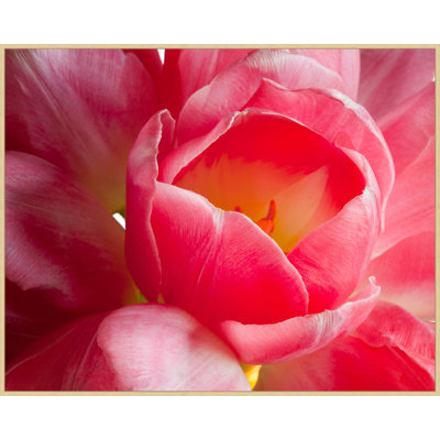 Tulipe rose