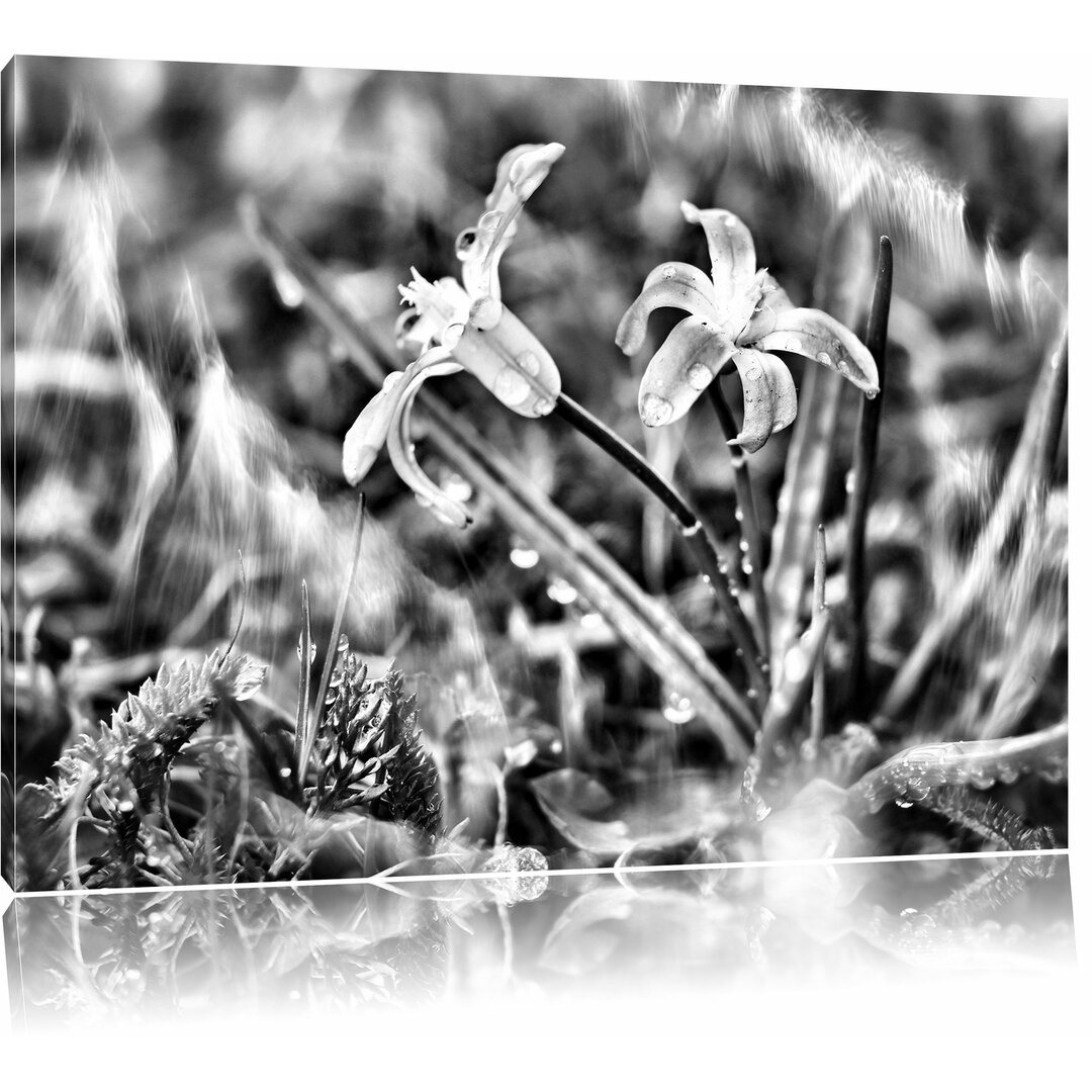 Leinwandbild Kleine Lila Waldblume in Monochrom