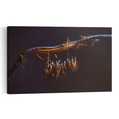 Creeping Colony Contemporary Ant Nature Wildlife Wall Art Print 1 Piece Wrapped Canvas Wall Art