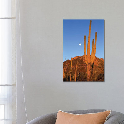 Saguaro Cactus In Desert Landscape, Sonoran Desert, Saguaro National Monument, Arizona by Konrad Wothe - Wrapped Canvas Print