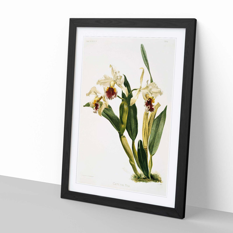 Magnolia Flowers Illustration Tab. 72 by Frederick Sander - Picture Frame Painting Print, 76cm H x 50cm W x 2cm D, Black