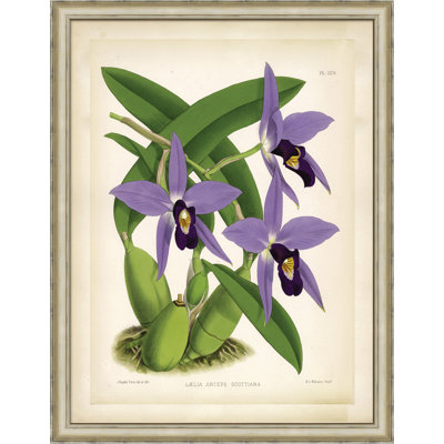 Lycaste Skinnerii Painting
