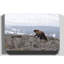 Brown Bear with Cubs Photographic - Wrapped Canvas-19090801