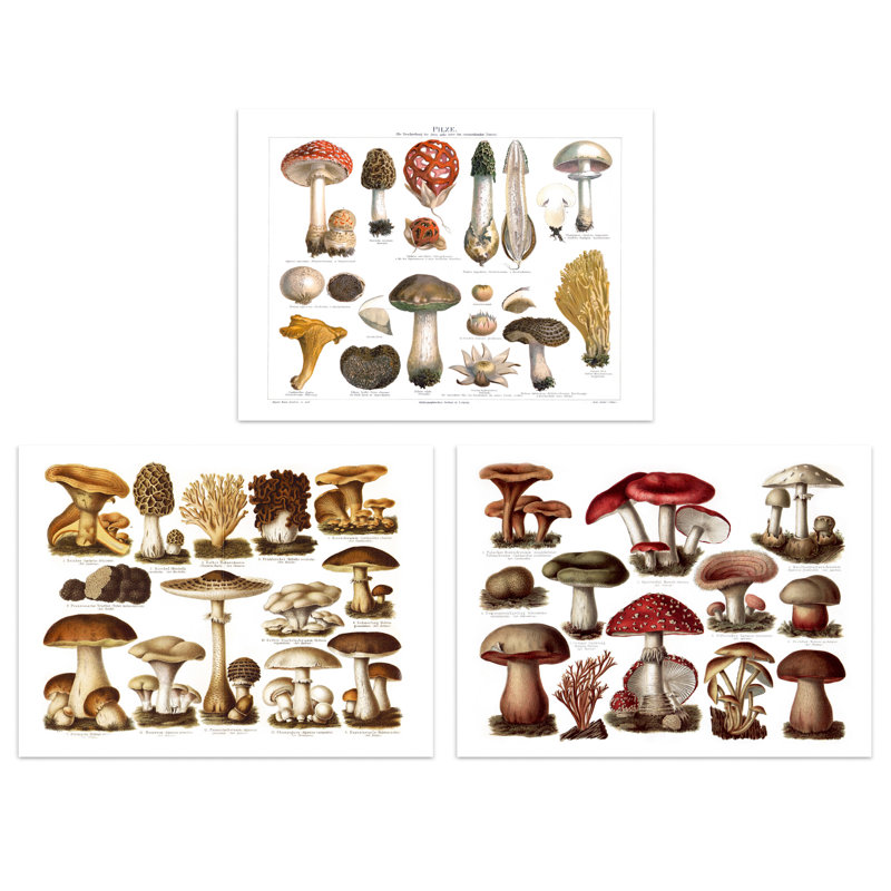 Vintage Poisonous And Edible Mushrooms Illustrations 3-Piece Set Unframed Wall Art Prints Study Office Aesthetic Meyers Lexikon