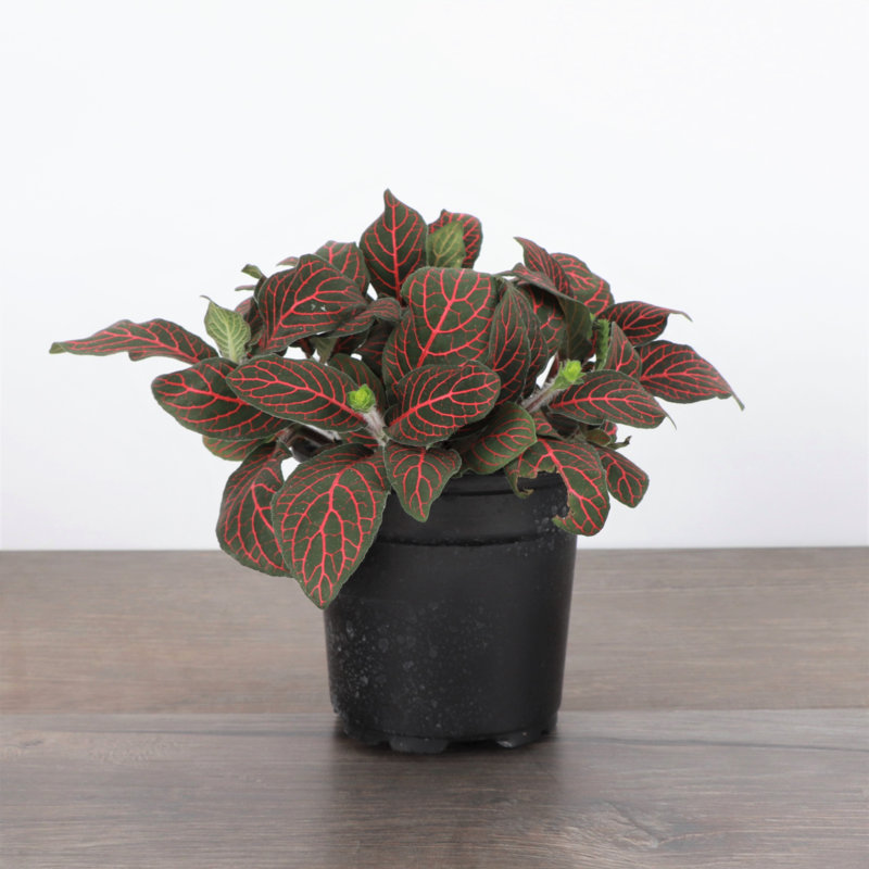 Live Red Fittonia Nerve Plant
