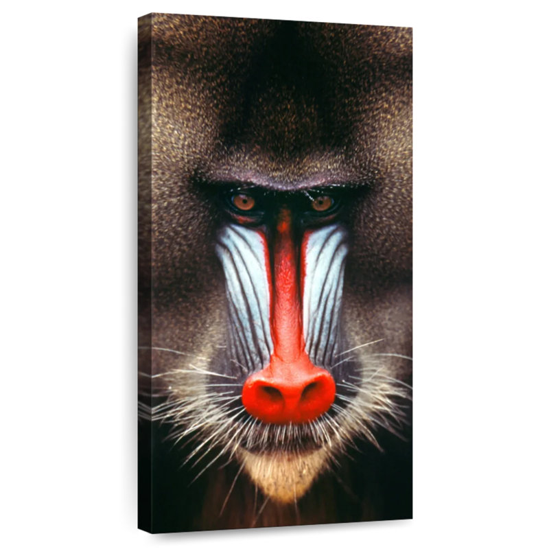 Tête de singe, H 24 po x l 12 po