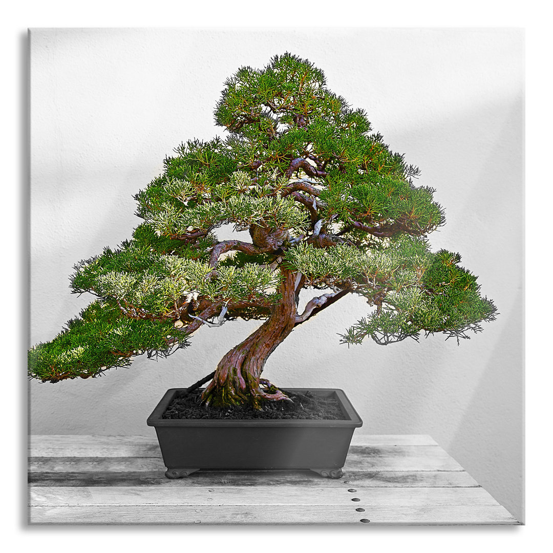 Glasbild Bonsai Baum