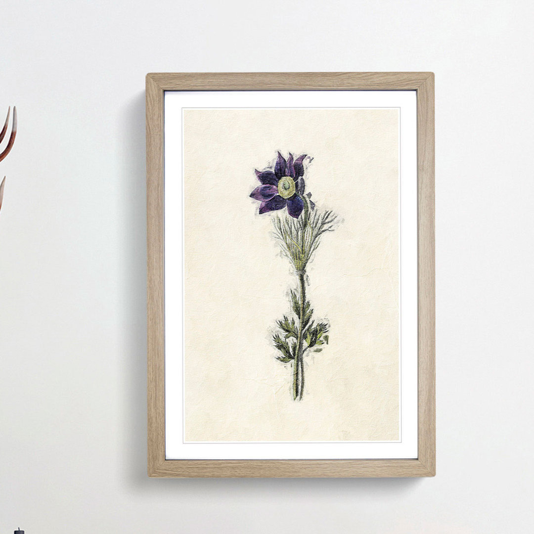 Illustration of a Purple Pasqueflower - Picture Frame Painting Print
