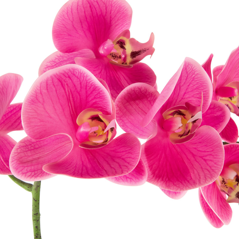 Orchild arrangements floraux en pot